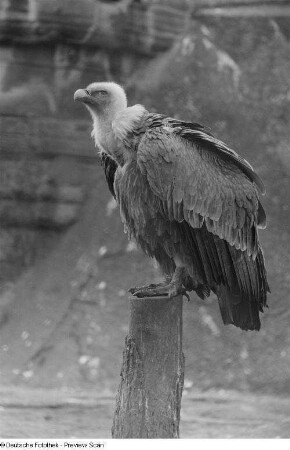 Ein Geier im Leipziger Zoo