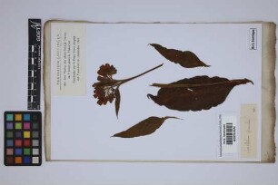 Symphytum officinale officinale L.