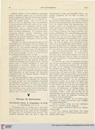 3: Chrysanthemum indicum als Gruppenpflanze im Freien