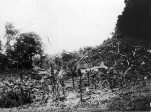 Urwaldschlag nach Bananenpflanzung