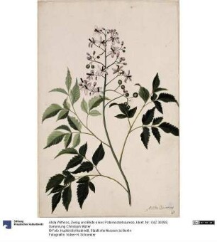 Zweig und Blüte eines Paternosterbaumes