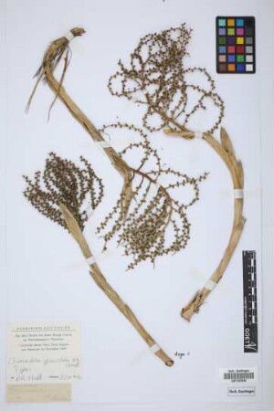 Chamaedorea glaucifolia H.Wendl.[type]