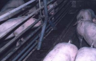 Fotografie: Flüssigfütterungsanlage, Mastschwein, Vollspaltenboden