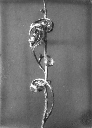 Rittersporn (Delphinium). Zwei am Stengel getrocknete Blätter