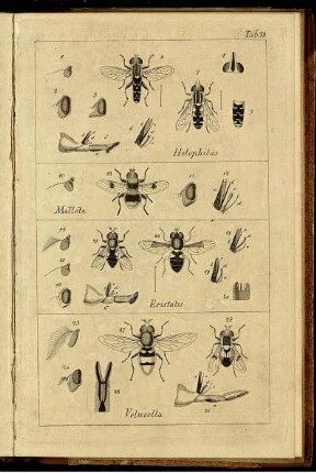 Tab. 32 [bis] Tab. 36 [siehe arabische Paginierung]