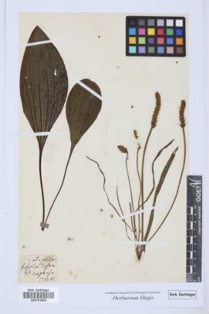 Plantago