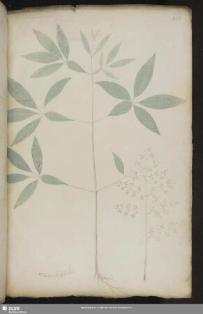 Blatt 151-180