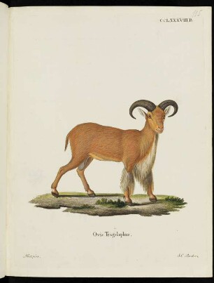 CCLXXXVIII. B. Ovis Tragelaphus.