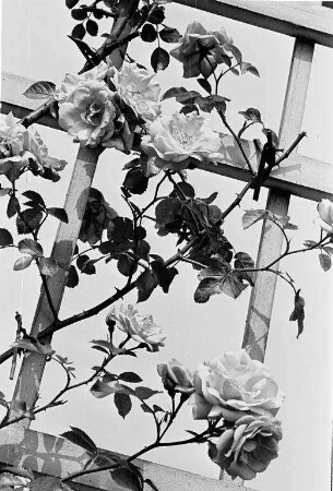 Rosenblüte im Rosengarten.