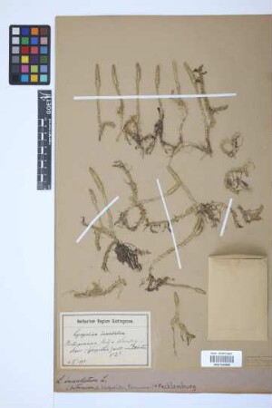 Lycopodiella inundata (L.) J. Holub