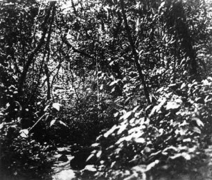Urwald