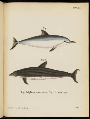 CCCLX. Fig. 1. Delphinus roseiventris. Fig. 2. D. planiceps.