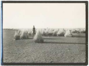 Ichu-Steppe in der Pampa von Burguillos