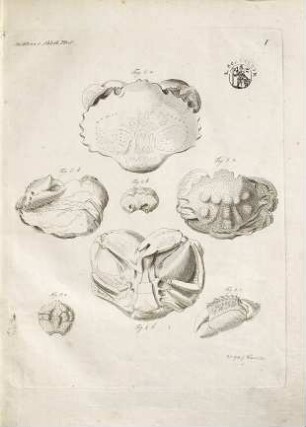 Die Petrefactenkunde auf ihrem jetzigen Standpunkte : durch die Beschreibung seiner Sammlung versteinerter und fossiler Überreste des Thier- und Pflanzenreichs der Vorwelt erläutert, [2a]. XXI Kupfertafeln zu Bar. E. F. von Schlotheim's Nachträgen zur Petrefactenkunde