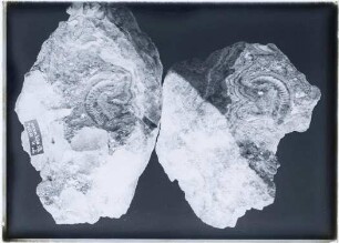 Böttinger Marmor, Fossilien