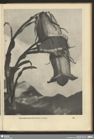Bergglockenblume (Campanula montana)