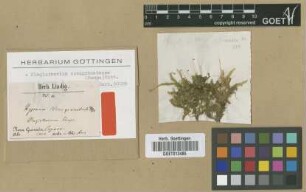 Hypnum novogranatense Hampe [isotype]