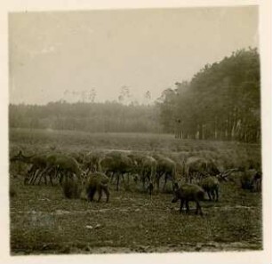 Rot- oder Edelhirsch : Wildgehege Moritzburg. Rudel Rot- oder Edelhirsche (Cerbvus elaphus Linnaeus).