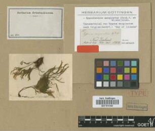Hypnum marginatum Hook.f. & Wilson [isotype]