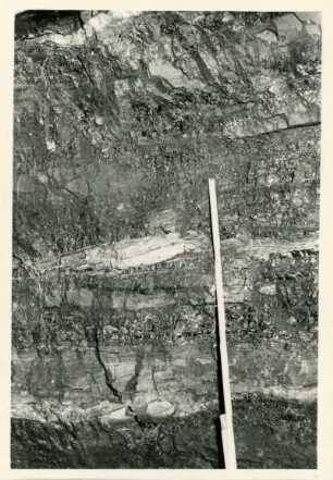 Dresden-Gittersee. Grubenfeld Gittersee. Aufhauen 3, bei circa 10 m. Verdickung der dritten Lette durch hellen Tonstein