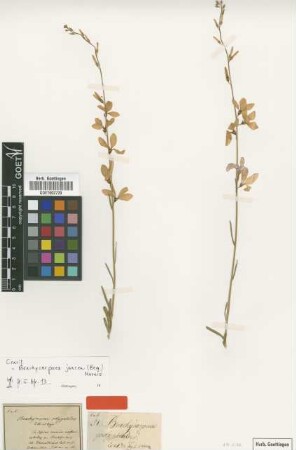 Brachycarpaea polygaloides Eckl. & Zeyh. [type]