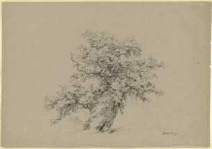 Alter Baum