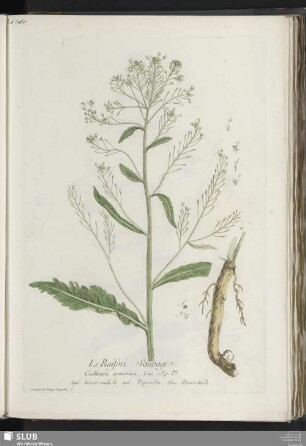Le Raifori Sauvage