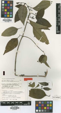 Mecranium amygdalinum (Desr.) C.Wright f. latifolia Cogn.