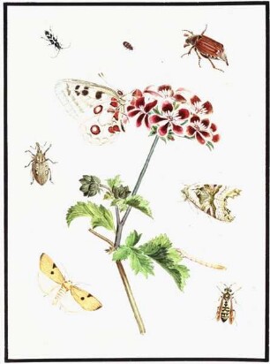 Eine Blume, Insekten, Schmetterlinge und eine Raupe