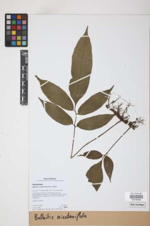 Bolbitis nicotianifolia Alston, 1932