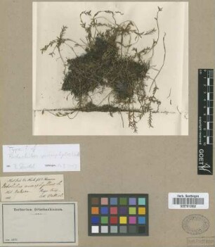 Podochilus microphyllus Lindl.