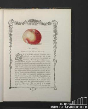 Api Petit; or, American Lady Apple.