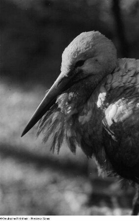 Vogel (Storch)