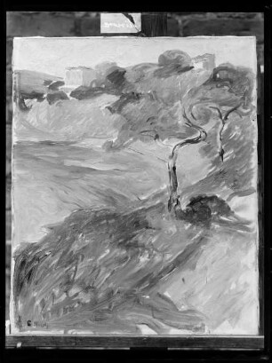 Bäume am Mittelmeer