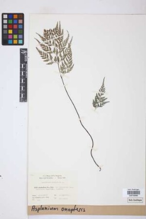 Asplenium onopteris