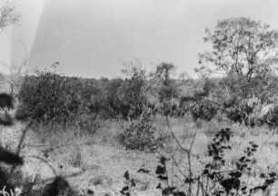 Landschaftsaufnahme : Landschaftsaufnahme der Savanne im Nationalpark.