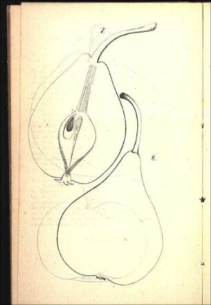 7. [Köstliche von Charneu] 8. [Bosc's Flaschenbirn]