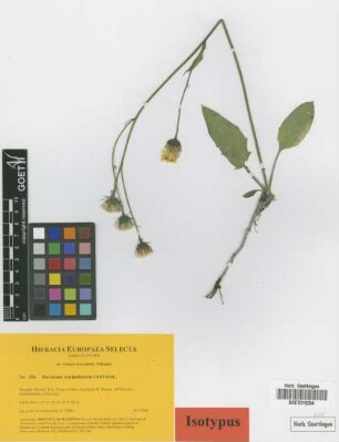 Hieracium semipallescens Gottschl. [isotype]