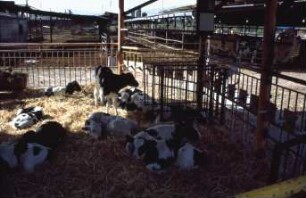 Fotografie: Tierproduktionsverfahren, Kalb, Gruppenhaltung, Tieflaufstall
