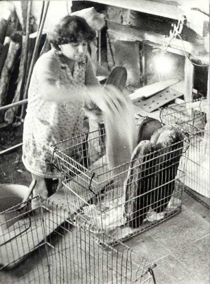 Bäckerei in Wentdorf/ See : Nahrung - Backen. Ort: Wentdorf/ See, Kreis Luckau. Bäckermeister Bruno Schulze backt Sechs-Pfund-Brote im Holzofen (1979). (ehemalige Windmühle)