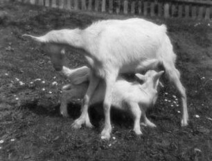 Tiere. Ziege mit zwei Zicklein