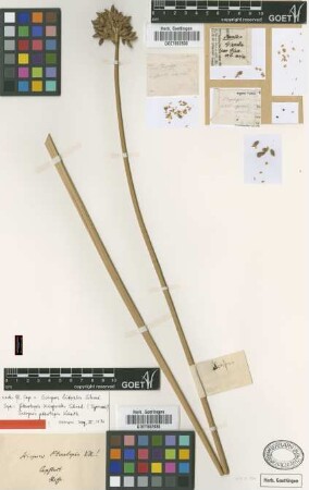 Scirpus pterolepis Kunth [type]