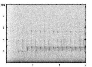 Grünschenkel | Tringa nebularia - Ruf