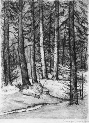 Waldstück mit Fichten und Wasserlauf : Bernkopf, Georg: Waldstück mit Fichten und Wasserlauf. Zeichnung, bezeichnet "Georg Bernkopf"
