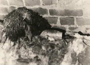 Wasseramsel (Cinclus cinclus L. ), fütternd am Nest