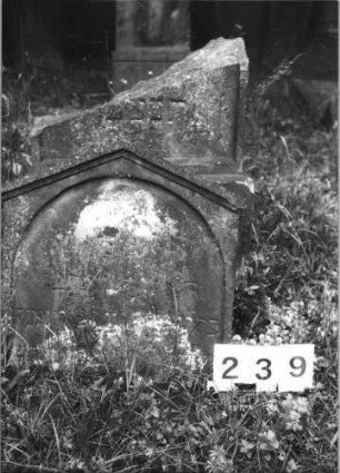 Grabstein 239 (Index: 99629740) Material: Sandstein Zustand: zerbrochen/verwittert/großer Textverlust Maße HxBxT: 125x57x13 cm Beschreibung: Stele, giebelart. Abschluß mit Verdach/Schrift eingetieft mit Rundbogenabschluß: Grabstein 239