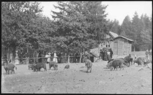 Moritzburg. Fütterung der Wildschweine