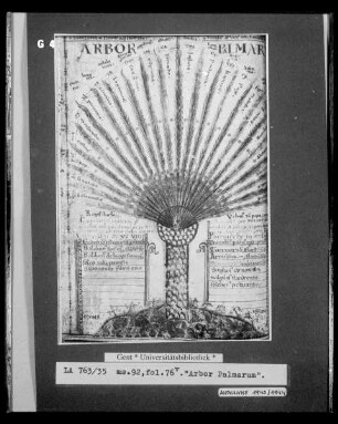 Liber Floridus Lamberti Canonici — Arbor Palmarum, Folio 76verso
