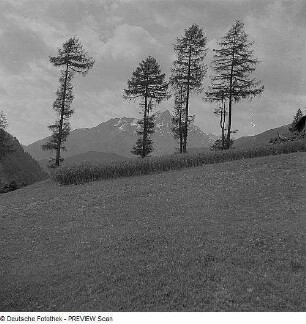 Nadelbäume in den Alpen