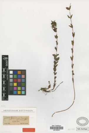 Hypericum venustum Fenzl [type]